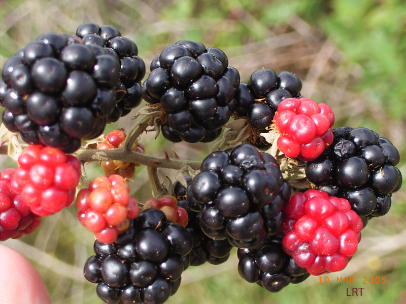 Blackberry-fruit-Inverell-LRT%20web.jpg